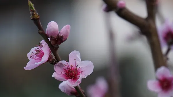 peach blossom