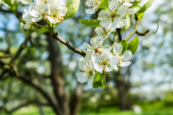 pear blossom