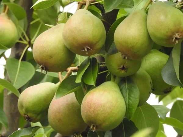 Pear Tree in the Shade (Pyrus communis)