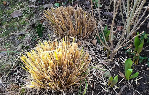 Pruning ornamental grasses