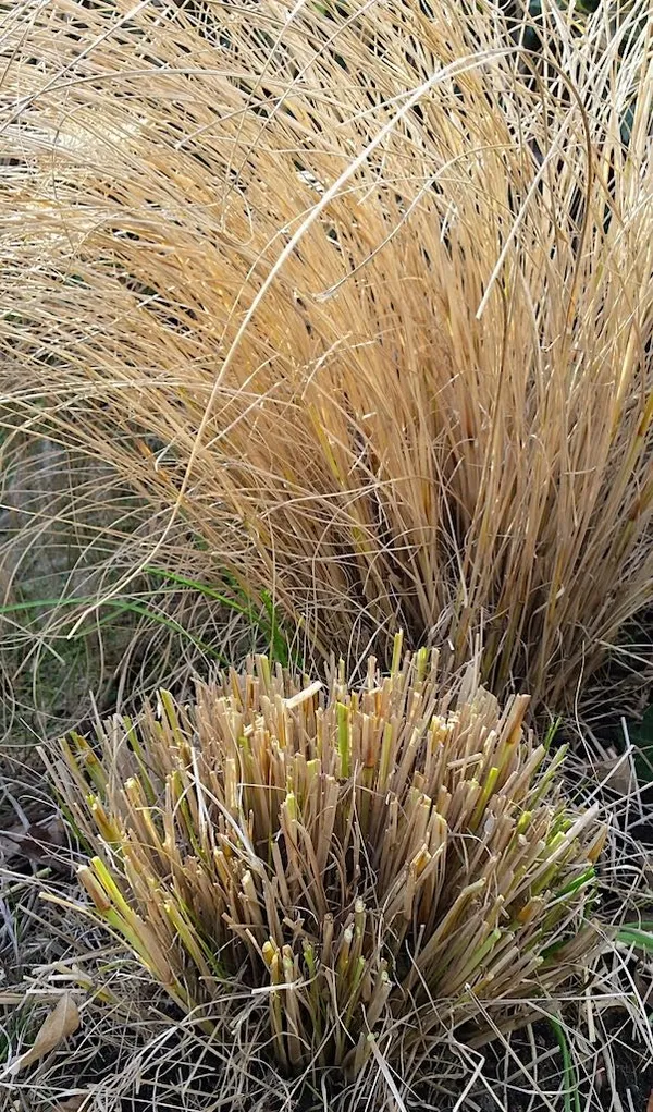 Pruning Ornamental Grasses - Pennisetum