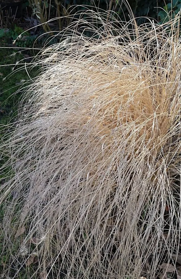 Time to prune ornamental grasses