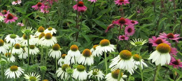 You should buy perennials in the fall. Gardening on a Budget: Tips for Free and Inexpensive Plants