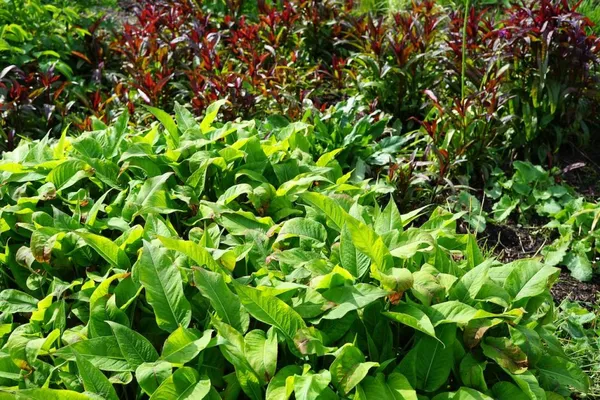 Persicaria sprouts leaves early in the spring