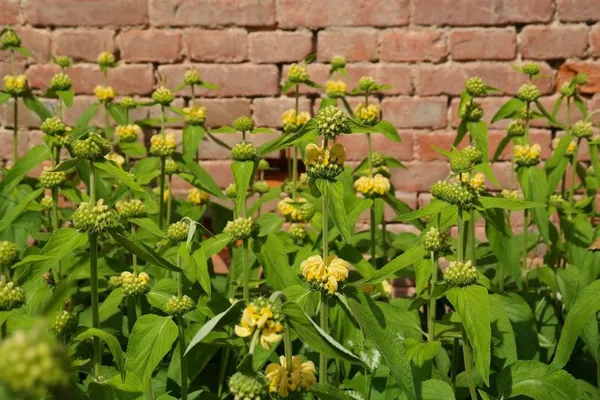 How many perennials per meter?