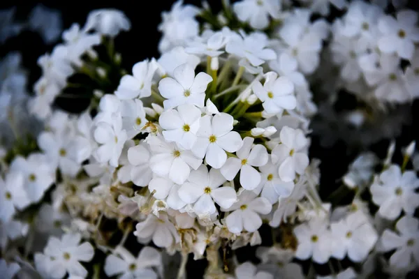 the white flowers of phlox