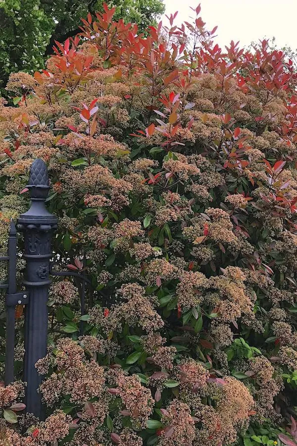 The Most Beautiful Evergreen Trees for Small Gardens (Evergreen)
