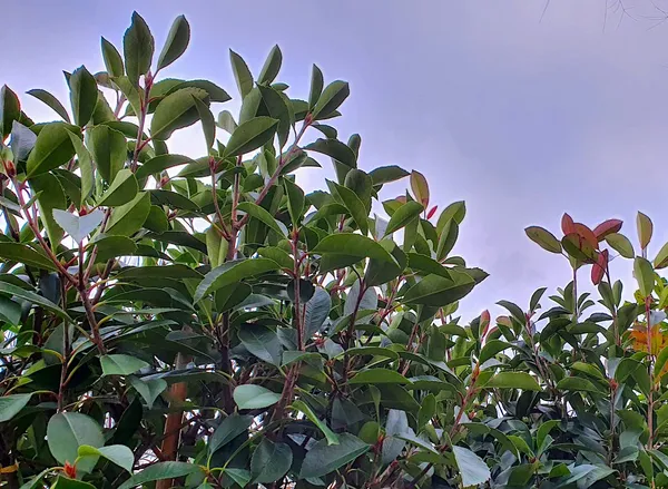 Photinia hedge (Photinia)