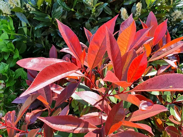Photinia
