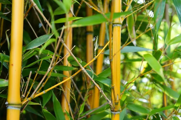 Bamboo in Your Jungle