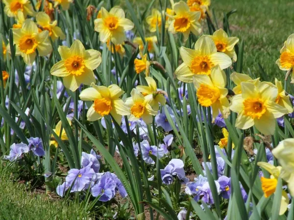 yellow daffodil