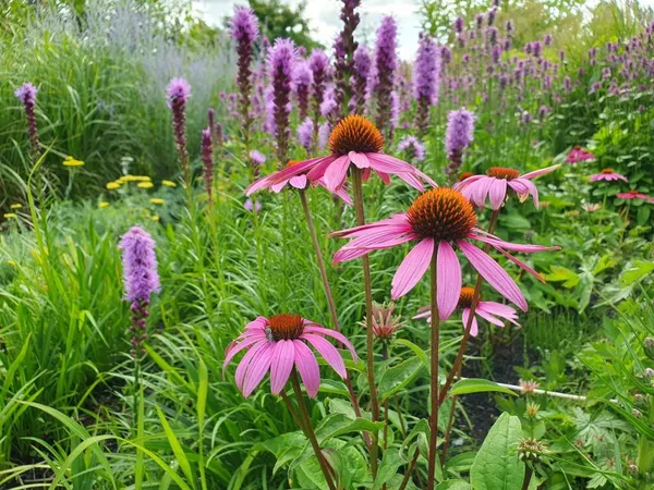 Combining Perennials: Echinacea and Liatris