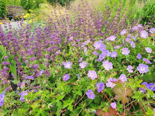 Combining Perennials: Salvia and Geranium