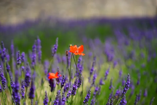 Poppies and lavender can withstand drought