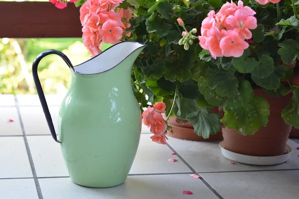 watering the plants