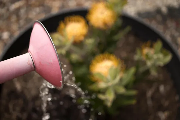 watering a potted plant