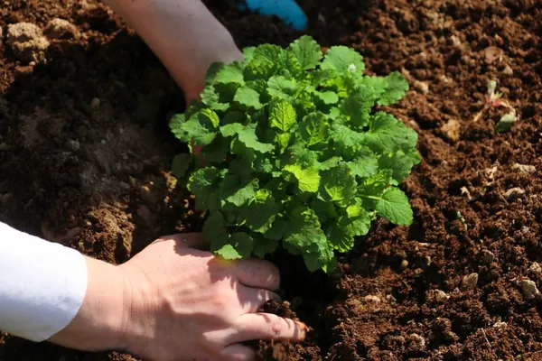 Good planting soil