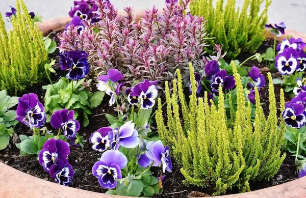 Winter Plants in Pots