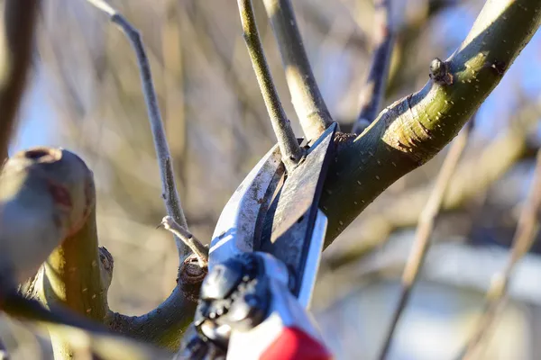 Pruning in Winter