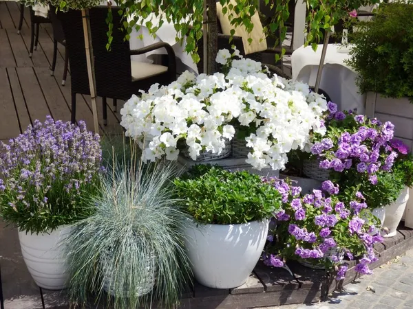 Plants in Pots and Containers