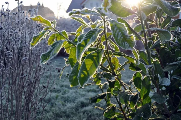 Can you plant during a daytime frost?
