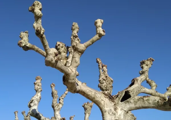 Tree Pruning - Roof Plane Tree