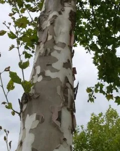 Eye-catching tree trunks in a city garden