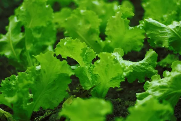 Easy Vegetables for Your First Vegetable Garden (Container) - Leaf Lettuce