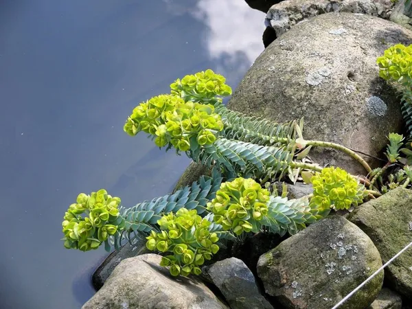 pond plants: shore plants (spurge)