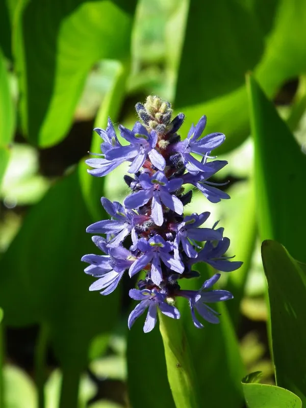Pond Plants: Marsh Plants (Pikeweed)