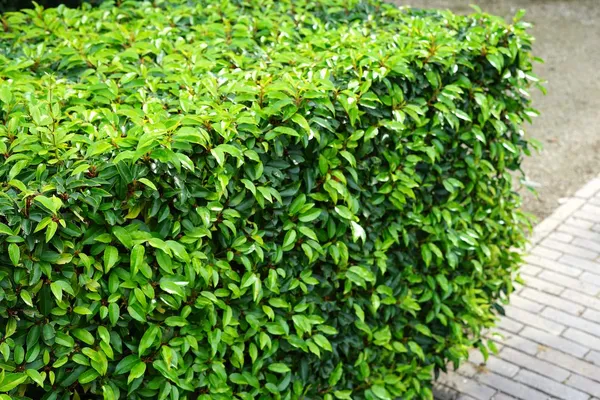 Portuguese laurel hedge