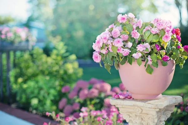 You can grow healthy potted plants by providing them with the right nutrients and enough water.