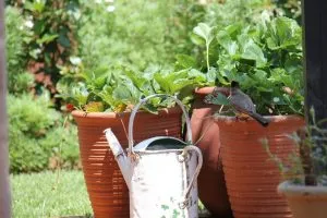 Water and feed your plants before you go on vacation