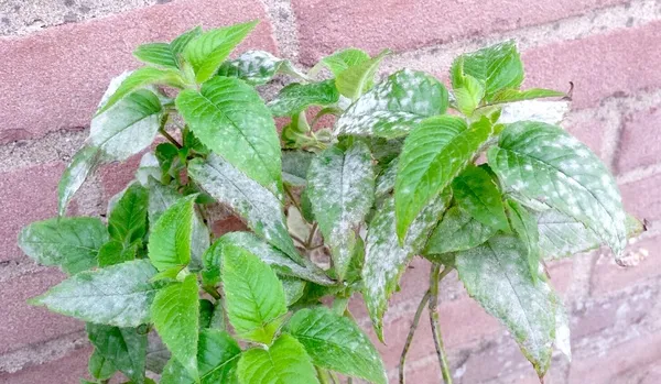 Is this mildew? How can you control mildew, and how can you prevent mildew (white mold)?