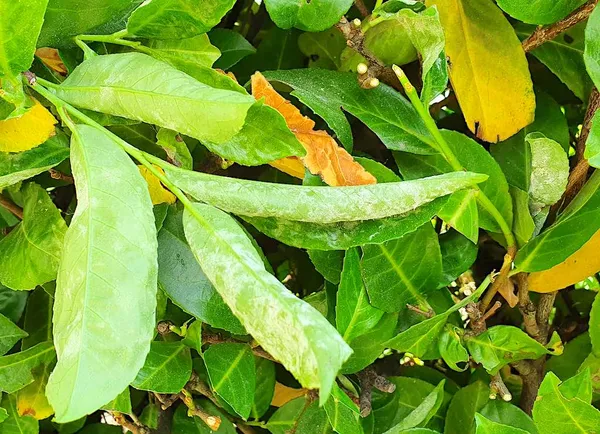 Powdery mildew on Prunus laurocerasus. Unlike on many other plants, the powdery mildew here is found on the underside of the leaf.