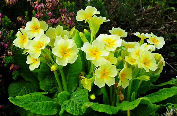 yellow primrose