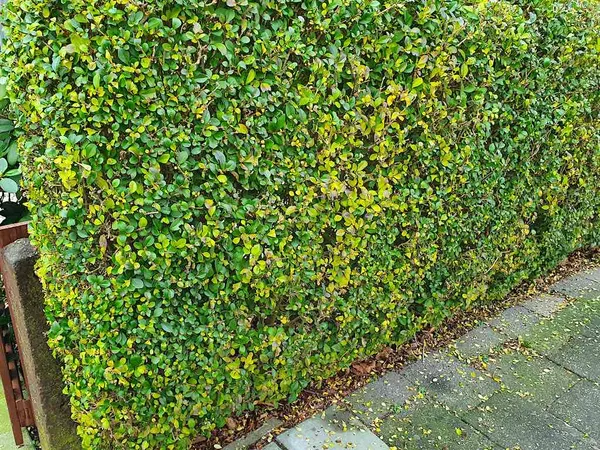 privet hedge - Ligustrum ovalifolium