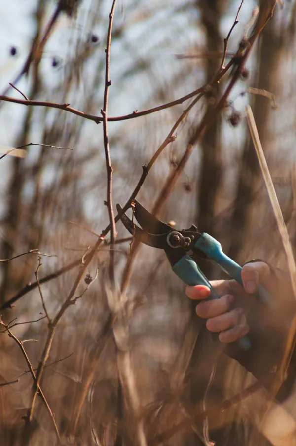 pruning in the spring