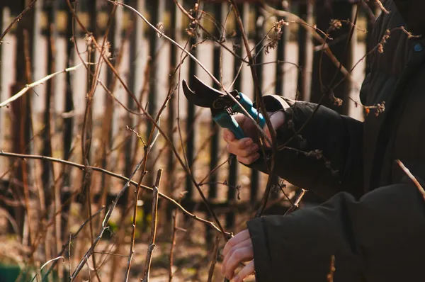 Pruning Tips and Mistakes