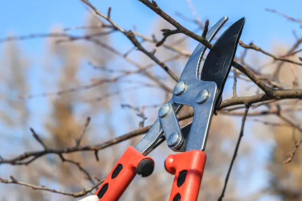 winter pruning 