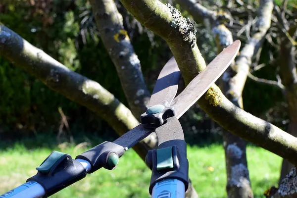 Incorrect pruning tools