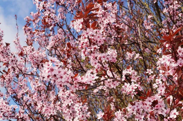 ornamental cherry blossoms