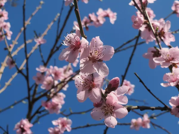 almond blossom
