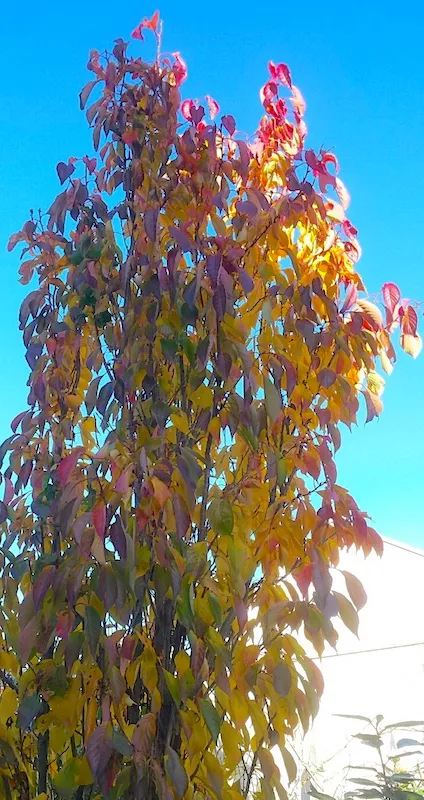 Fall Colors in the Small Garden - Prunus serrulata 'Amanogawa' Ornamental Cherry in Fall