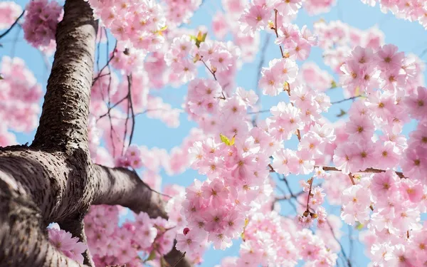 cherry blossom