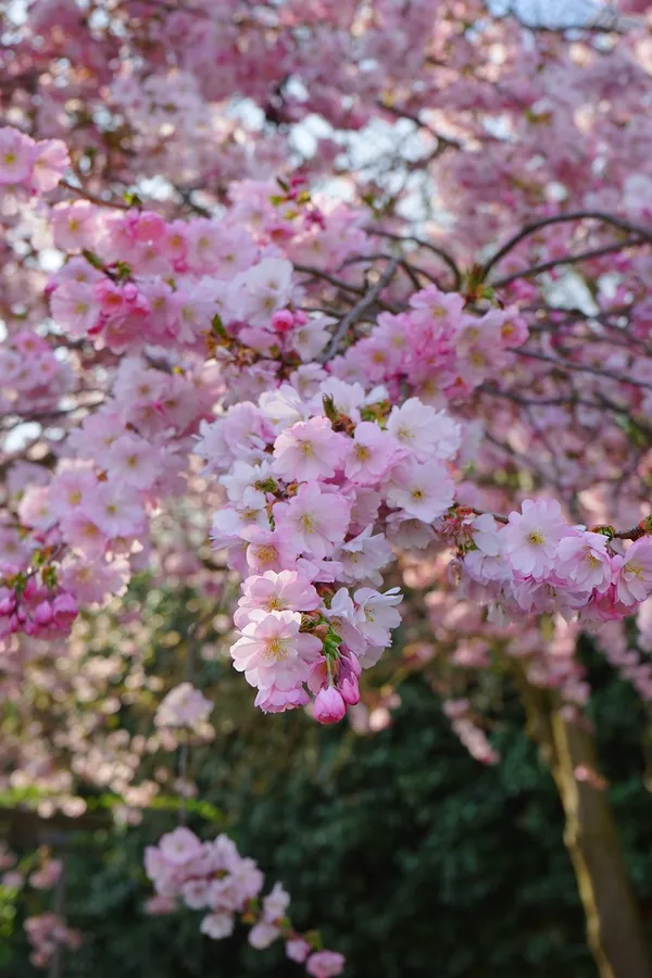Benefits of a tree: ornamental value throughout the seasons