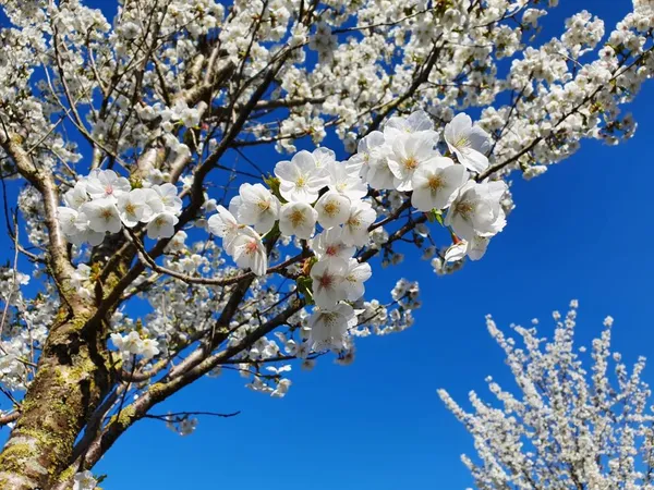 Flowering Trees - Prunus serrulata (ornamental cherry)