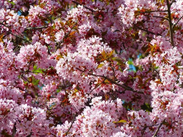 Red Hedge Plants - Red Cherry Plum (Prunus cerasifera Nigra)