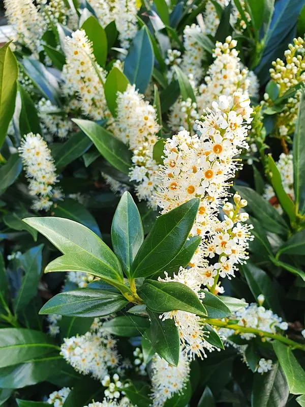 Evergreen shrubs - Prunus laurocerasus Otto Luycken (cherry laurel)
