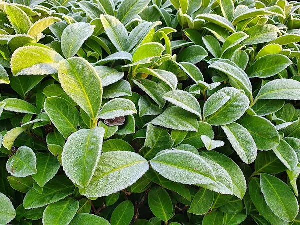 Evergreen shrubs: the green framework of your garden